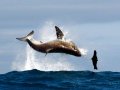 Shark Breaching False Bay Morning Trip